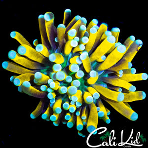 TEAL TIP BANANA TYPE TORCH