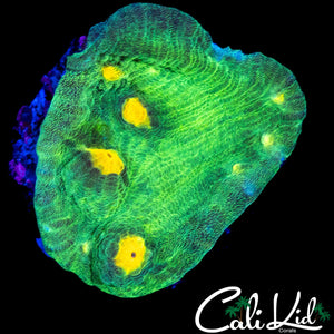 SPACE INVADER CHALICE