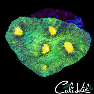 SPACE INVADER CHALICE