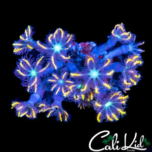 ULTRA RAINBOW CLOVES