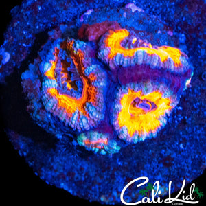 RAINBOW ACAN QUAD