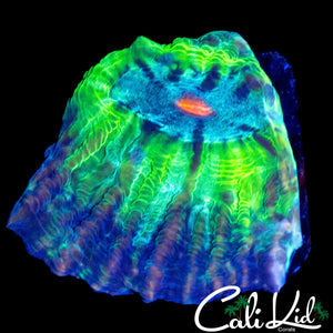 ZOMBIE EYE CHALICE