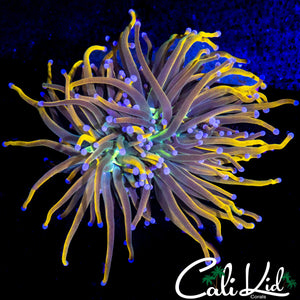 AQUACULTURED LARGE MEDUSA TORCH