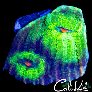 ZOMBIE EYE CHALICE