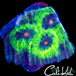 ZOMBIE EYE CHALICE