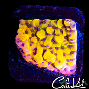 CK BUBONIC MONTI