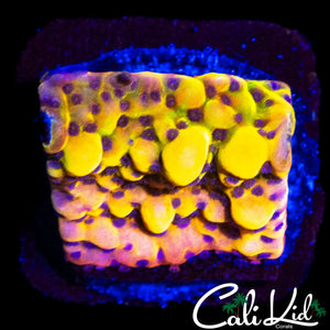 CK BUBONIC MONTI