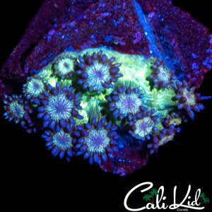 PURPLE GLITTER GONI