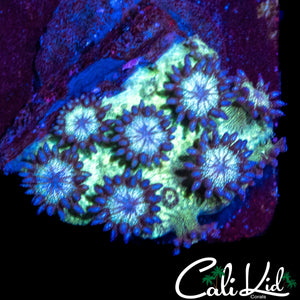 PURPLE GLITTER GONI