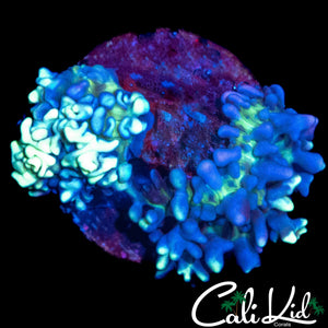 CK MAGNETO MUSHROOM DOUBLE