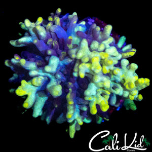 SUPER BRIGHT MAGIC CARPET TYPE SHROOM