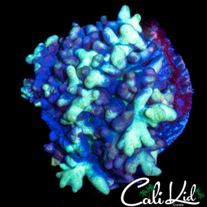 CK MAGNETO MUSHROOM