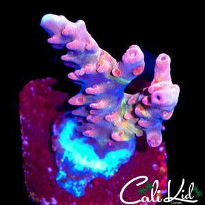 CK WATERMELON SUGAR ACRO
