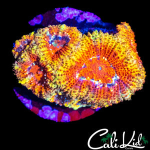 CK FIREWATER MICRO