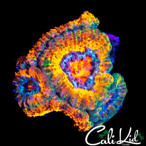 CK TIGER MAGIC ACAN MINI COLONY