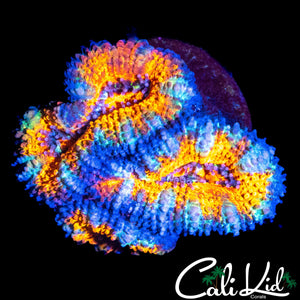 ULTRA RAINBOW ACAN TRIPLE