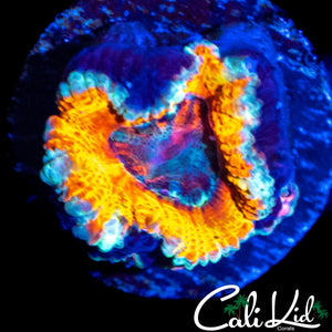 CK SILVER BULLET ACAN W/ BABIES