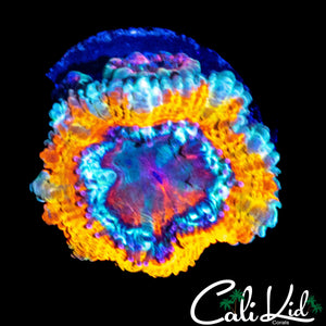 CK SILVER BULLET ACAN W/ BABIES