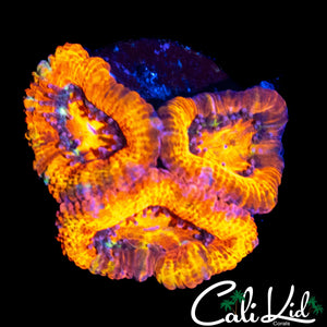 ULTRA ACAN MORPH TRIPLE