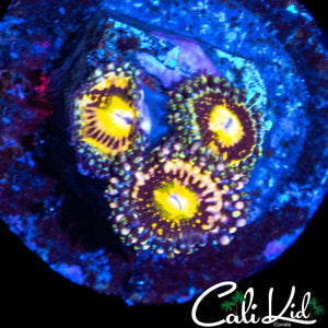 MYSTERY ZOA TRIPLE