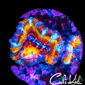 ULTIMATE RAINBOW ACAN DOUBLE