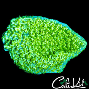 ULTRA MONTI CHUNK