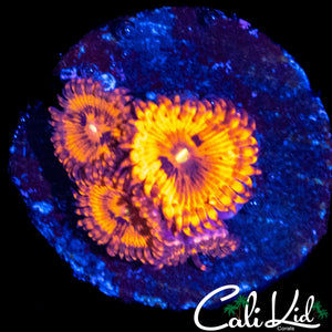 MYSTERY ZOA QUAD