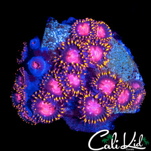 KH SUNBURST ZOA MINI COLONY