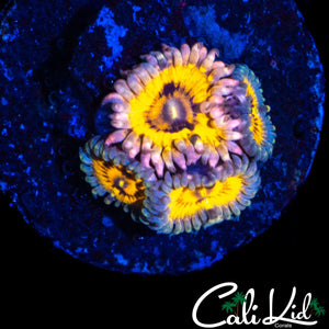 STRATOCASTER TYPE ZOA QUAD