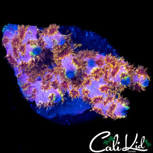RAINBOW CYPHASTREA