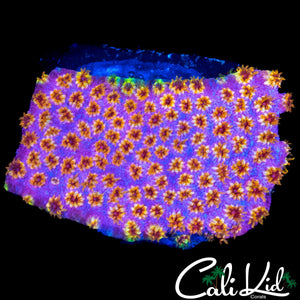 RAINBOW CYPHASTREA CHUNK