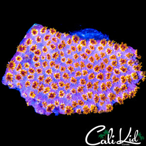 RAINBOW CYPHASTREA CHUNK