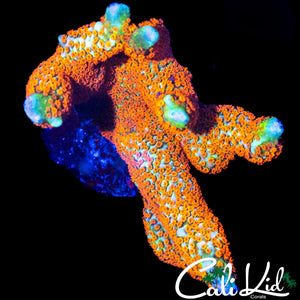BUBBLE GUM DIGI CHUNK