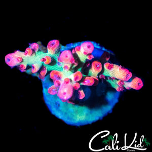 CK SHORTCAKE FRAG