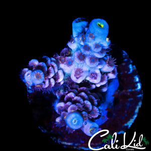 ULTIMATE RAINBOW TENIUS