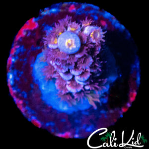 PINK POLYP TENIUS