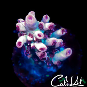 RED POLYP SPECIOSA FRAG