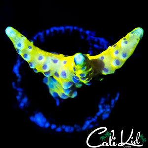 RRC GRAFTED GOLD ROD ANACROPORA