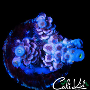 ULTIMATE RAINBOW TENIUS