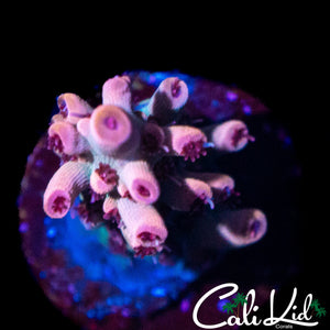 RED POLYP SPECIOSA FRAG