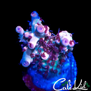 RED POLYP SPECIOSA FRAG