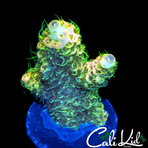 SUPER SHAGGY RAINBOW MILLI