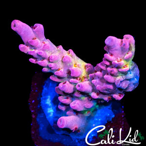 CK WATERMELON SUGAR ACRO