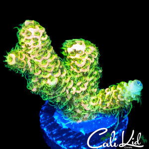 SUPER SHAGGY RAINBOW MILLI