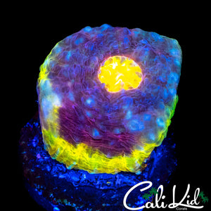 SOLOMAN ISLAND RAINBOW CHALICE