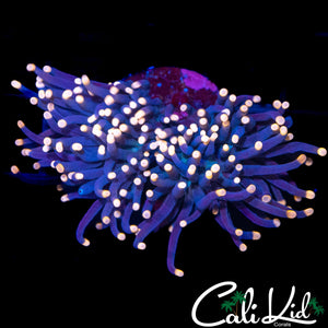 BEAUTIFUL PINK TIP TORCH
