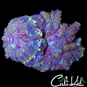 PURPLE BOT RHODACTIS DOUBLE