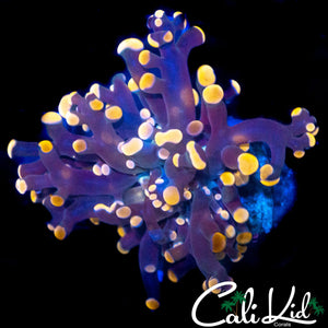 AQUACULTURED GOLDEN BRANCHING FROGSPAWN
