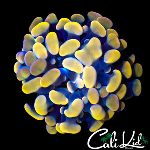 AQUACULTURED GOLDEN BRANCHING HAMMER