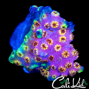 RAINBOW CYPHASTREA